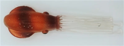 353 Custom Dredge 36"- 5.5" Fat Daddy Squid Dredge