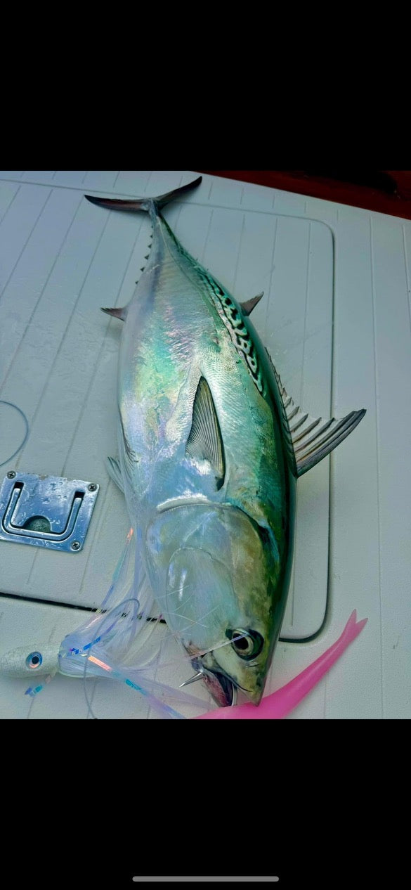 353 Custom Tuna Rigs