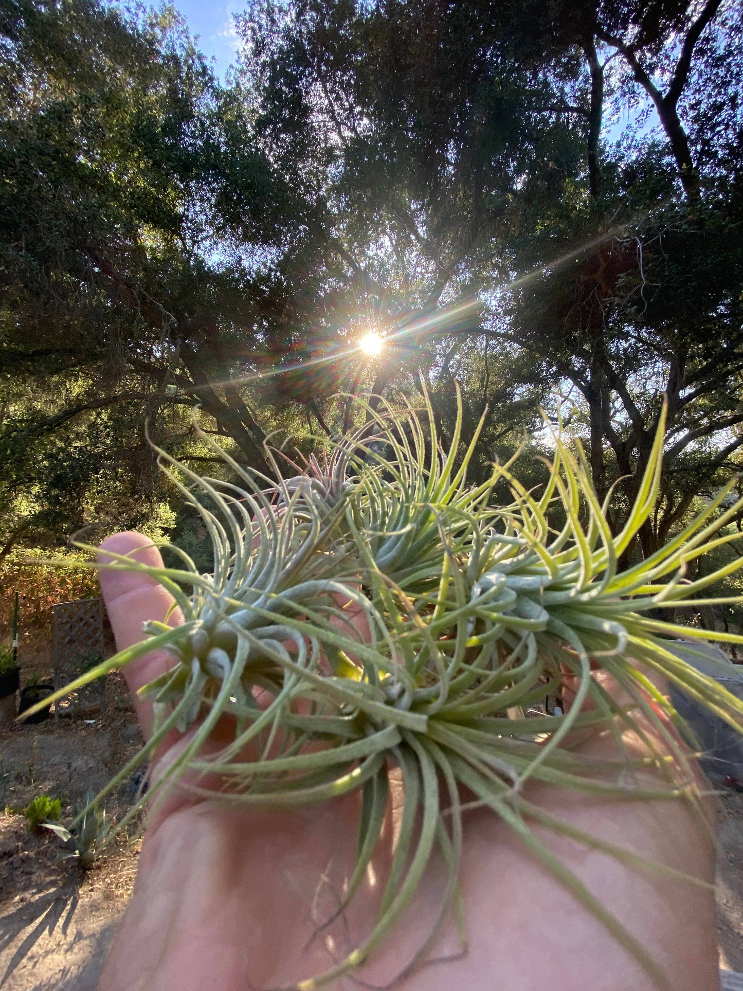 Air Plant Med