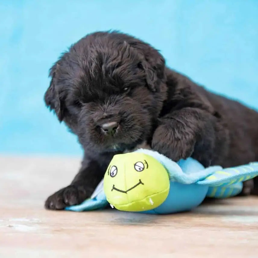 Plush Turtle Dog Toy