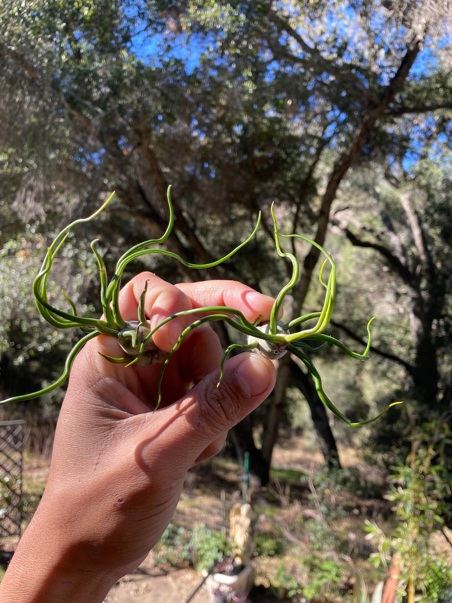 Tillandsia bulbosa