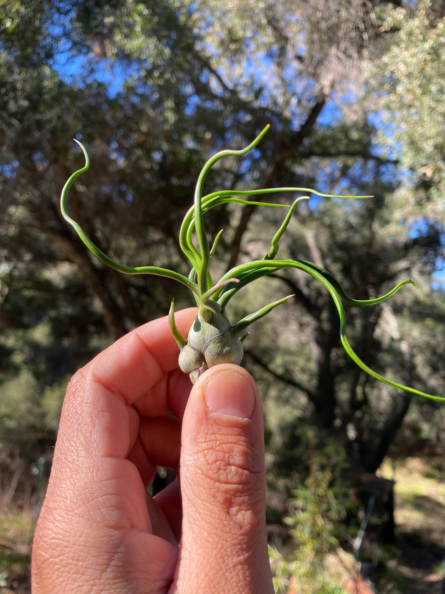 Tillandsia bulbosa