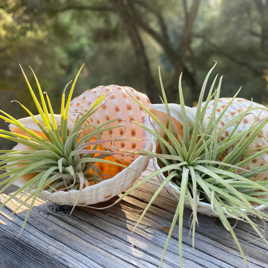 Air Plant and Shell