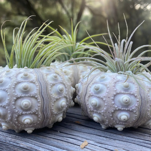 Sea Urchin with Air Plant